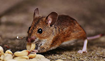 24 Hour & Emergency Exterminators in Mount Croghan, SC